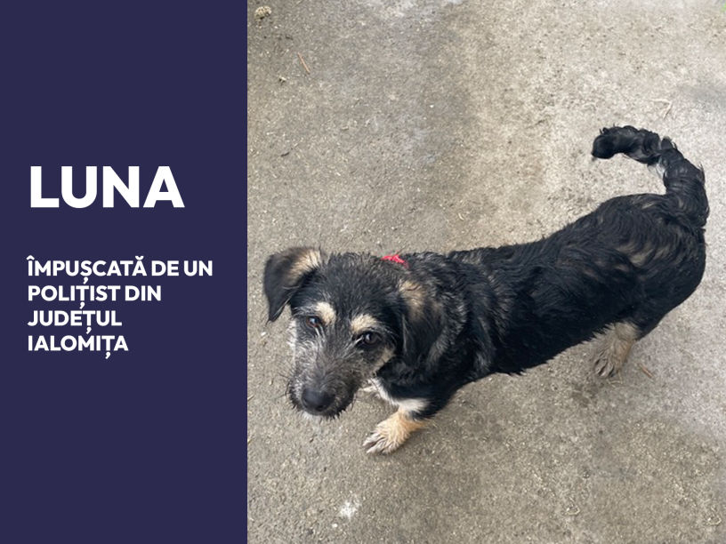 #cazulLuna